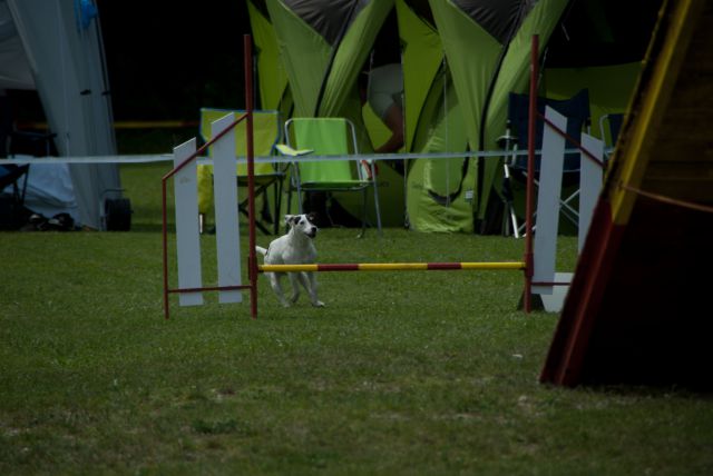 AGILITY TEKMA DUPLICA PRI KAMNIKU - foto