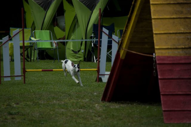 AGILITY TEKMA DUPLICA PRI KAMNIKU - foto