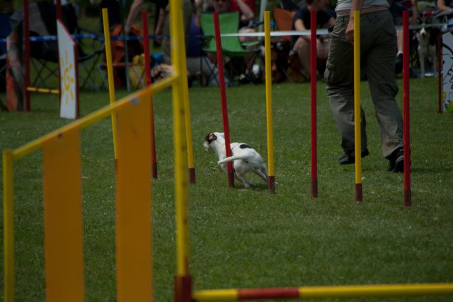 AGILITY TEKMA DUPLICA PRI KAMNIKU - foto