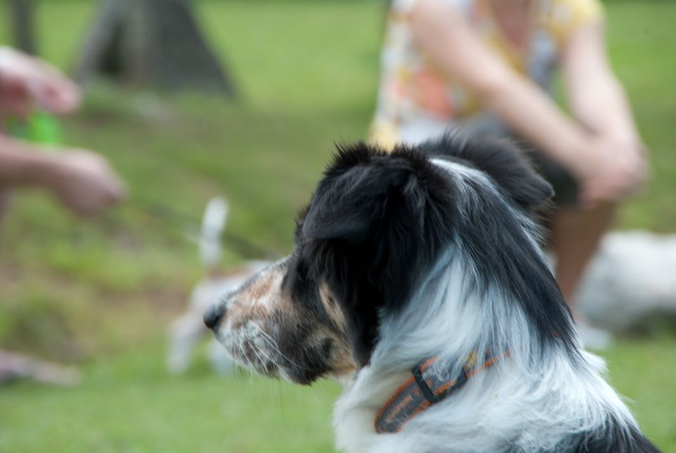 AGILITY TEKMA DUPLICA PRI KAMNIKU - foto povečava