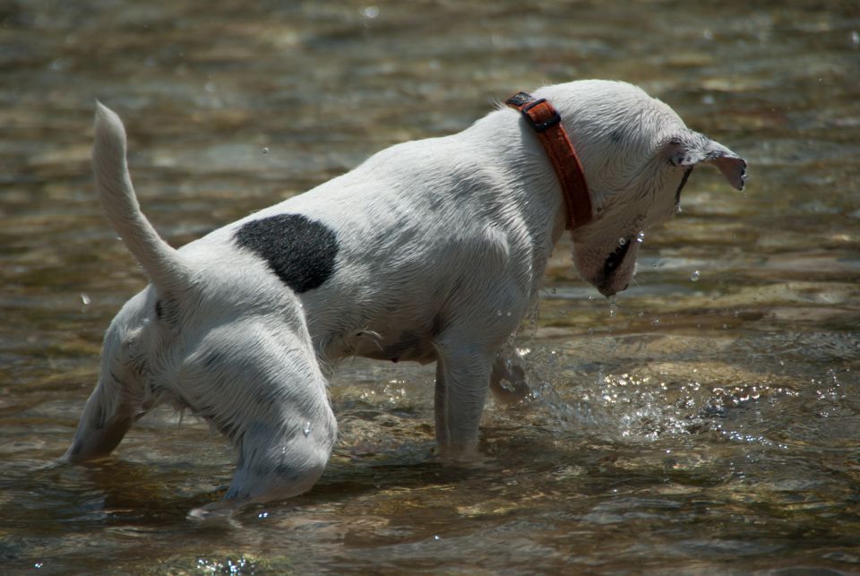 AGILITY TEKMA DUPLICA PRI KAMNIKU - foto povečava