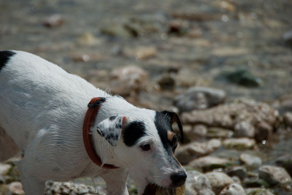 AGILITY TEKMA DUPLICA PRI KAMNIKU - foto povečava