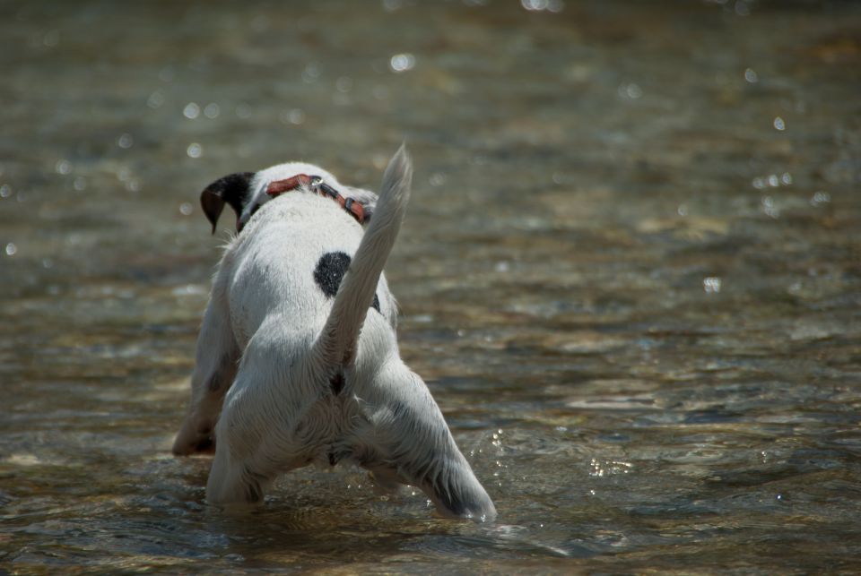 AGILITY TEKMA DUPLICA PRI KAMNIKU - foto povečava