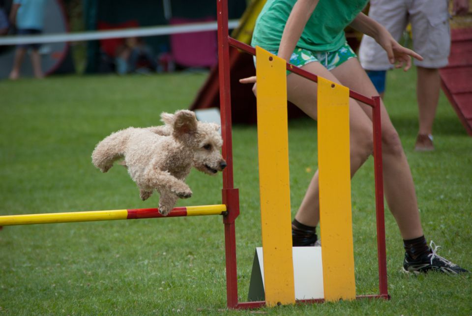 AGILITY TEKMA CUPLICA PRI KAMNIKU 2.DEL - foto povečava