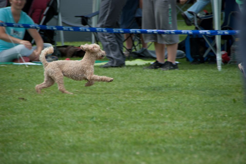 AGILITY TEKMA CUPLICA PRI KAMNIKU 2.DEL - foto povečava