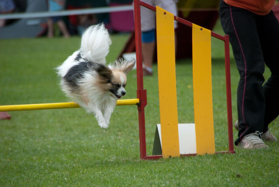 AGILITY TEKMA CUPLICA PRI KAMNIKU 2.DEL - foto povečava