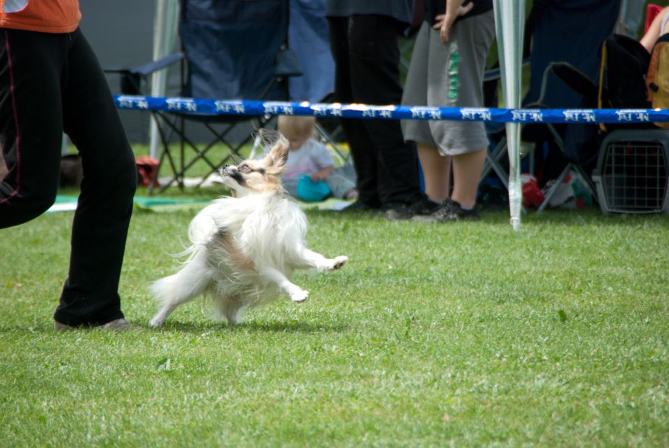 AGILITY TEKMA CUPLICA PRI KAMNIKU 2.DEL - foto povečava