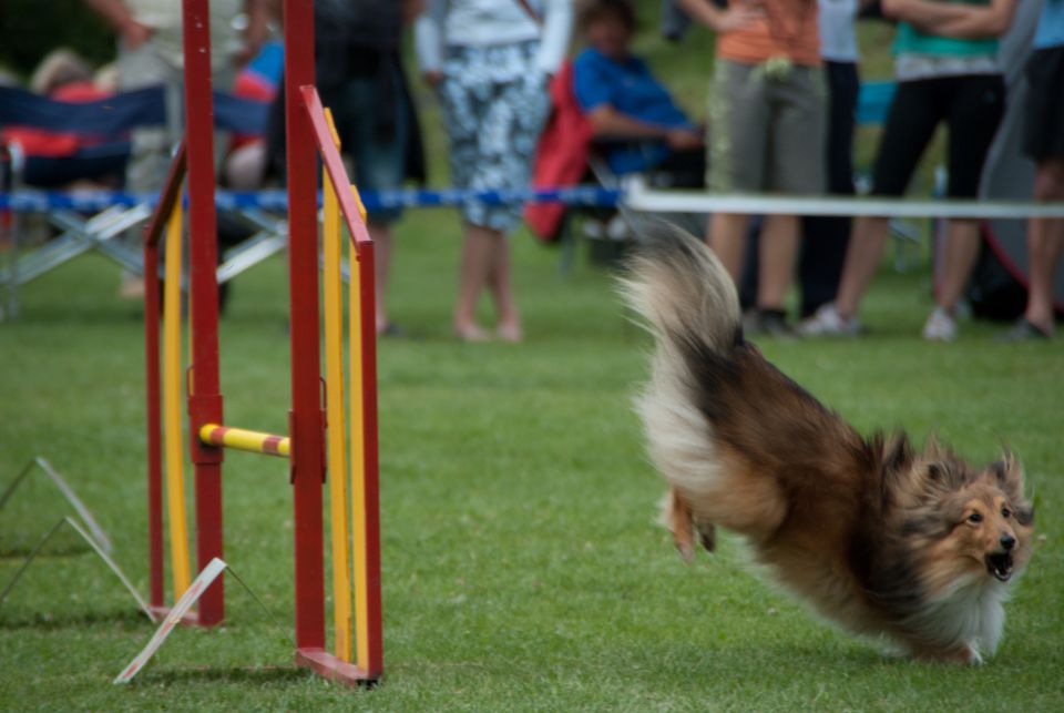 AGILITY TEKMA CUPLICA PRI KAMNIKU 2.DEL - foto povečava