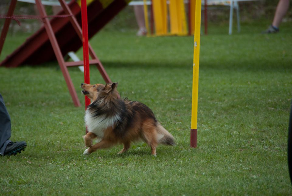 AGILITY TEKMA CUPLICA PRI KAMNIKU 2.DEL - foto povečava