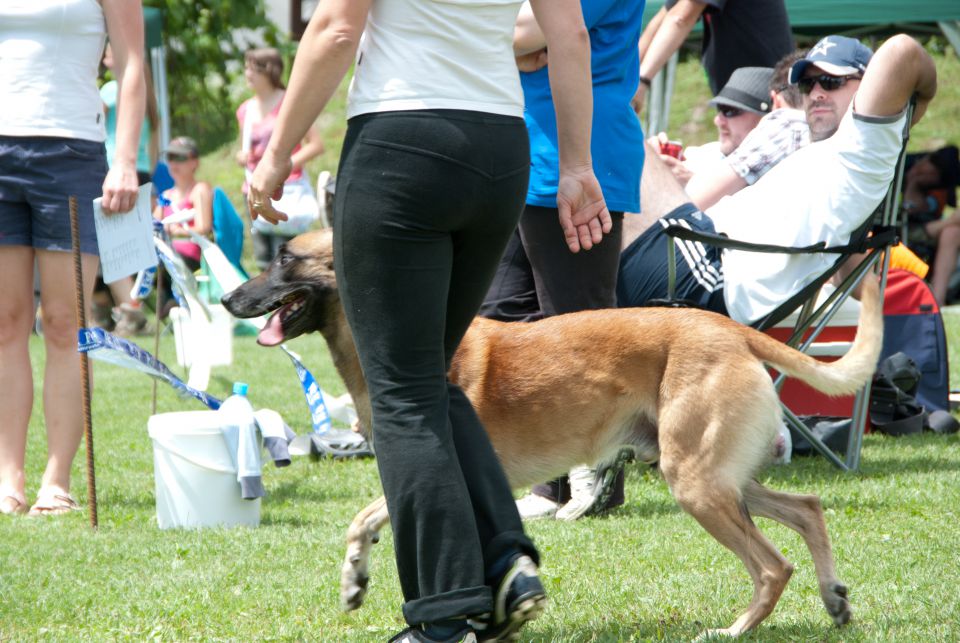 AGILITY TEKMA CUPLICA PRI KAMNIKU 2.DEL - foto povečava