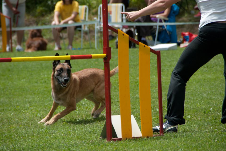 AGILITY TEKMA CUPLICA PRI KAMNIKU 2.DEL - foto povečava