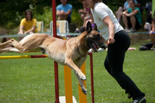 AGILITY TEKMA CUPLICA PRI KAMNIKU 2.DEL - foto