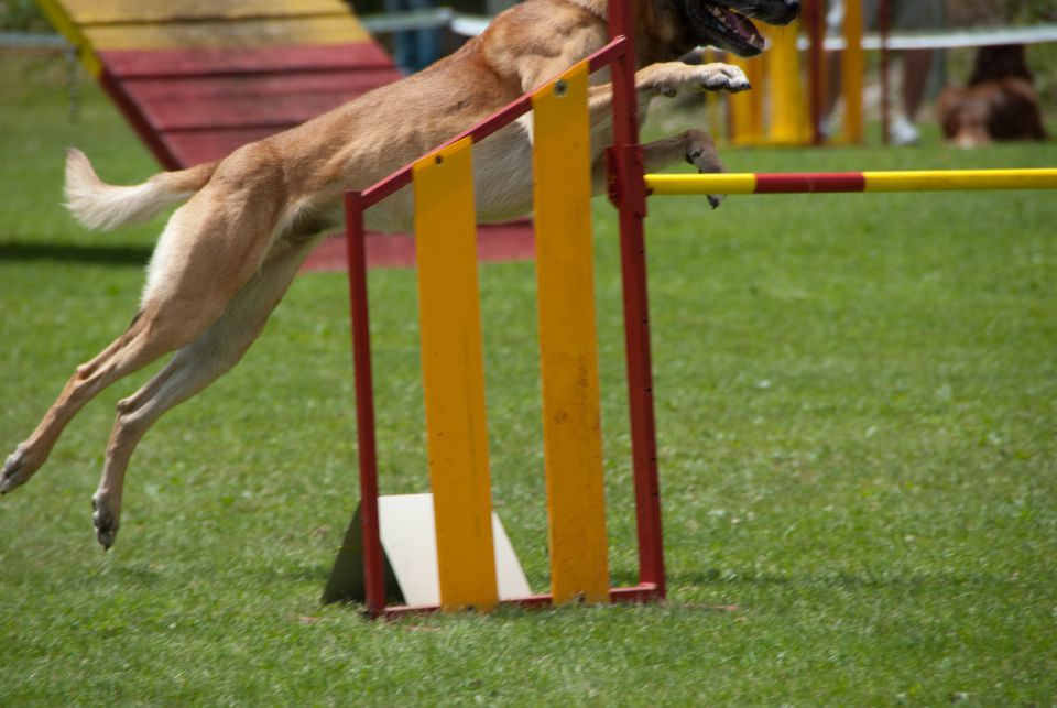 AGILITY TEKMA CUPLICA PRI KAMNIKU 2.DEL - foto povečava