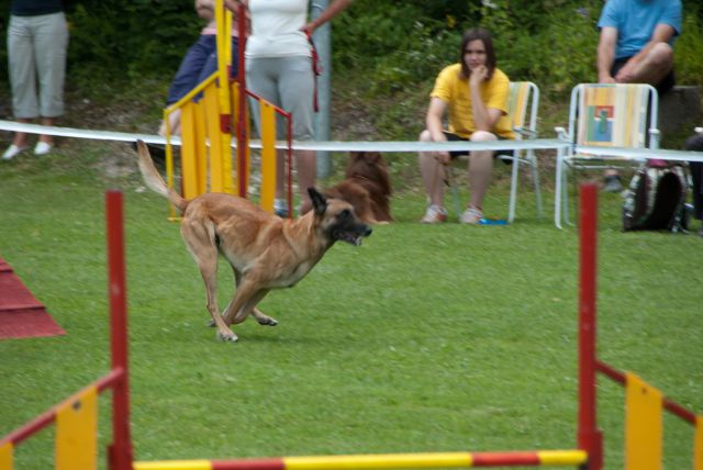 AGILITY TEKMA CUPLICA PRI KAMNIKU 2.DEL - foto