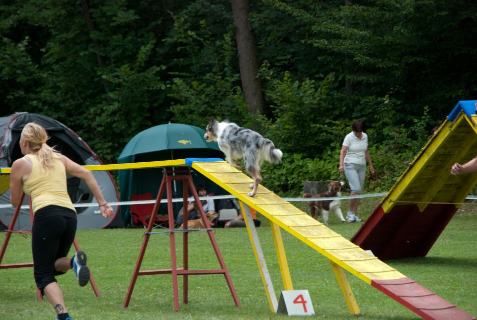 AGILITY TEKMA CUPLICA PRI KAMNIKU 2.DEL - foto povečava