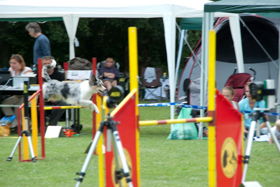 AGILITY TEKMA CUPLICA PRI KAMNIKU 2.DEL - foto povečava