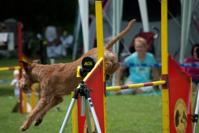 AGILITY TEKMA CUPLICA PRI KAMNIKU 2.DEL - foto