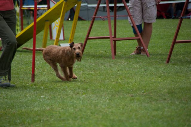 AGILITY TEKMA CUPLICA PRI KAMNIKU 2.DEL - foto