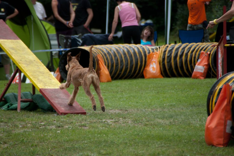 AGILITY TEKMA CUPLICA PRI KAMNIKU 2.DEL - foto povečava