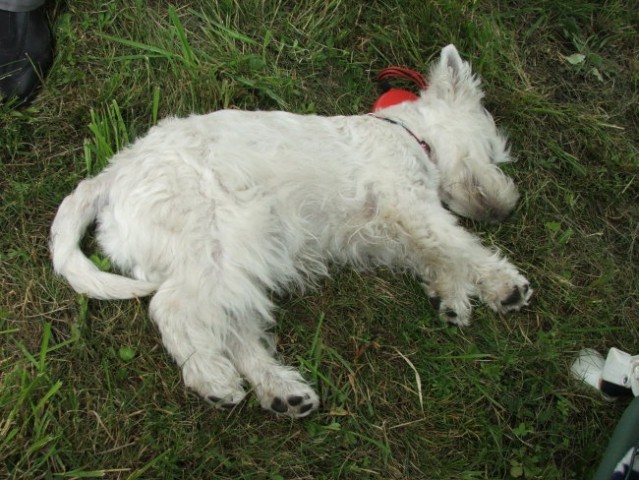 RAZSTAVA PSOV HRUŠICA3.6.2007 - foto