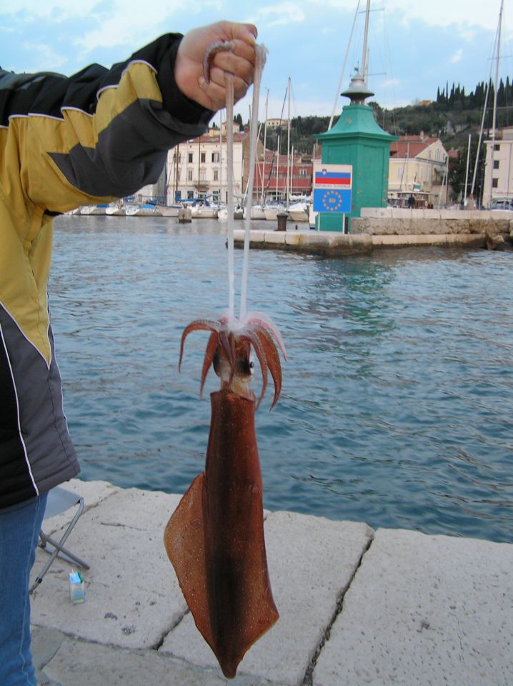 Srečanje forum - Piran - mega ligenj - foto povečava