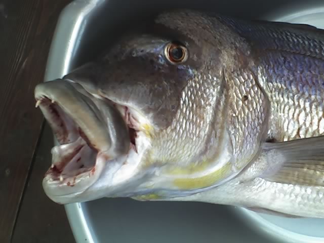Zubonja cca 6kg