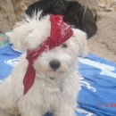 Jaz gusar :)
