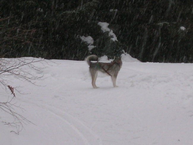 Januar 2006 - foto povečava