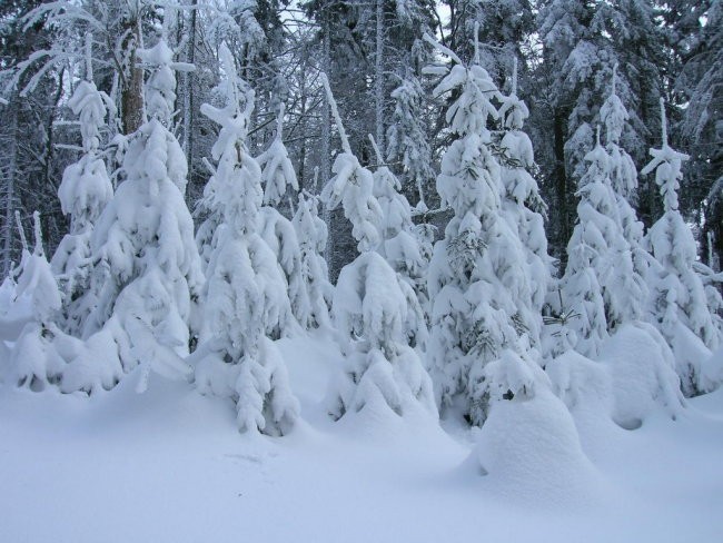 Januar 2006 - foto povečava