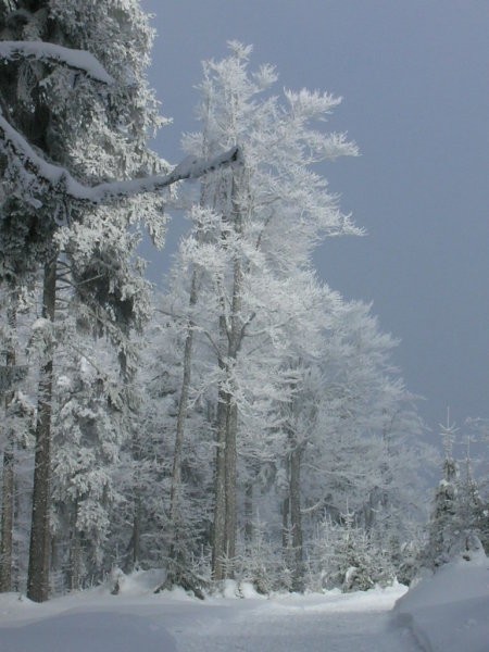 Januar 2006 - foto povečava