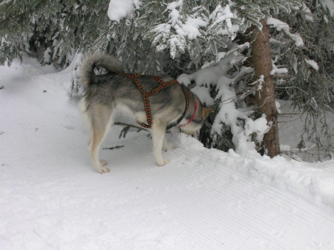 Januar 2006 - foto povečava