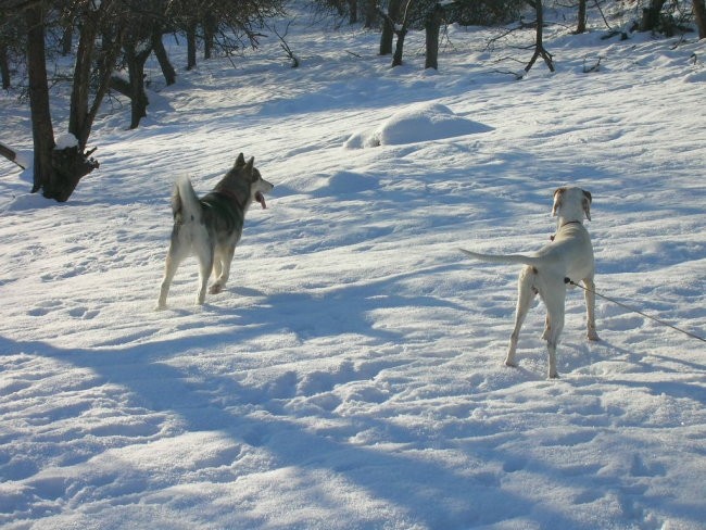 Januar 2006 - foto povečava