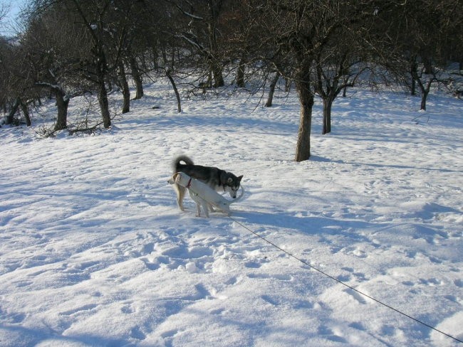 Januar 2006 - foto povečava