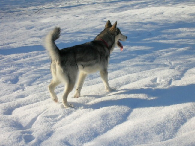 Januar 2006 - foto povečava