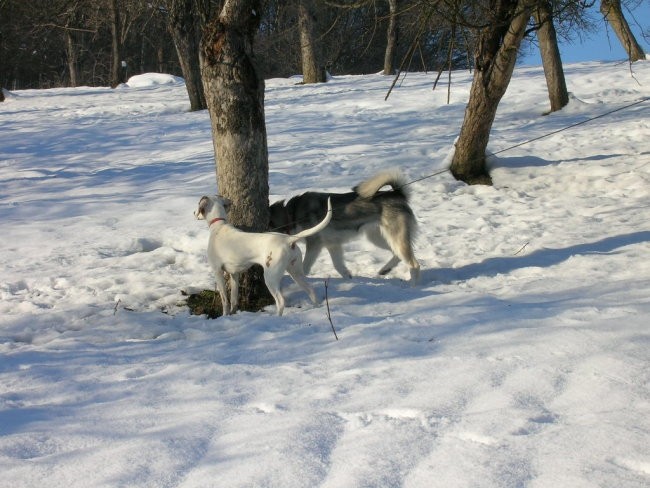 Januar 2006 - foto povečava