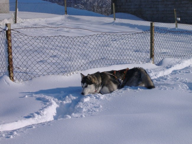 Januar 2006 - foto povečava