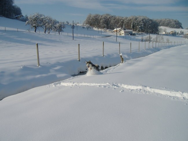 Januar 2006 - foto povečava