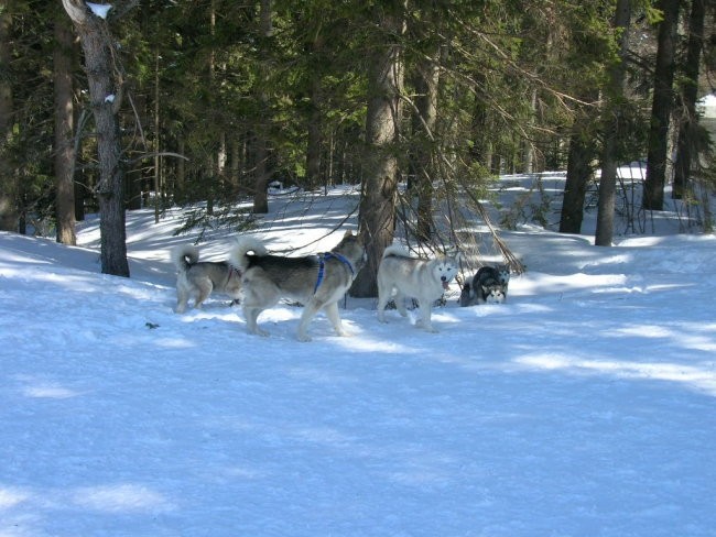 Marec 2006 - Areh - Aska, Mal, Snežka, Delta, - foto povečava