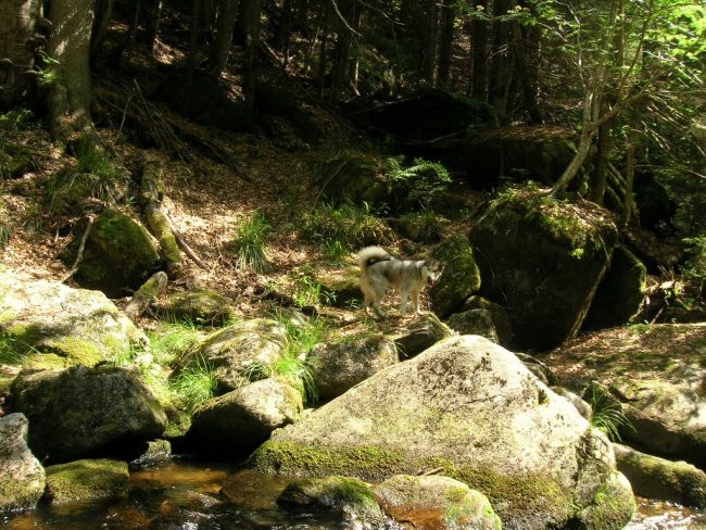 Junij 2006 - Pohorje - Šumik - foto povečava