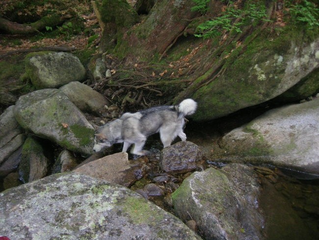 Junij 2006 - Pohorje - Šumik - foto povečava