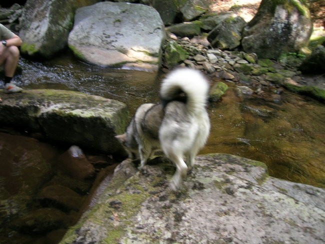 Junij 2006 - Pohorje - Šumik - foto povečava