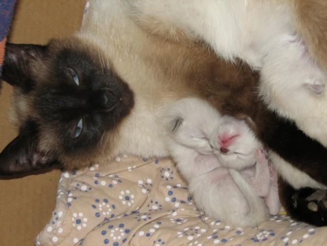 ...zaščitnička mamica s svojimi dojenčki...