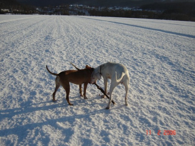 Zima - foto