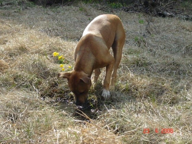 Pomlad 2006 - foto povečava