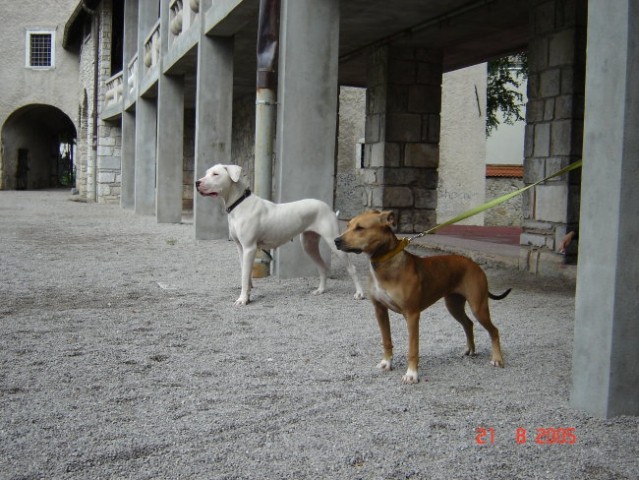 Lucha, Dino in Šana - foto