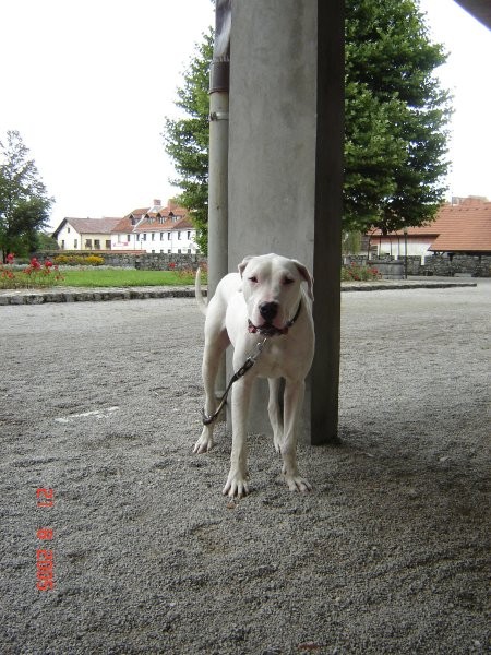 Lucha, Dino in Šana - foto povečava