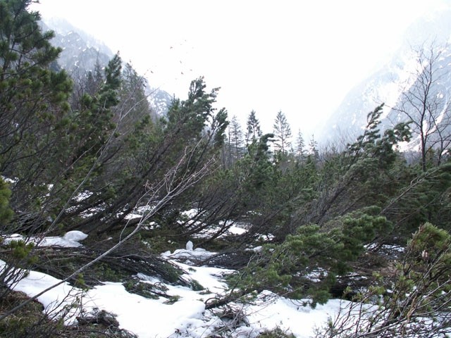 Naravoslovni Tabor - Planica [April 2006] - foto