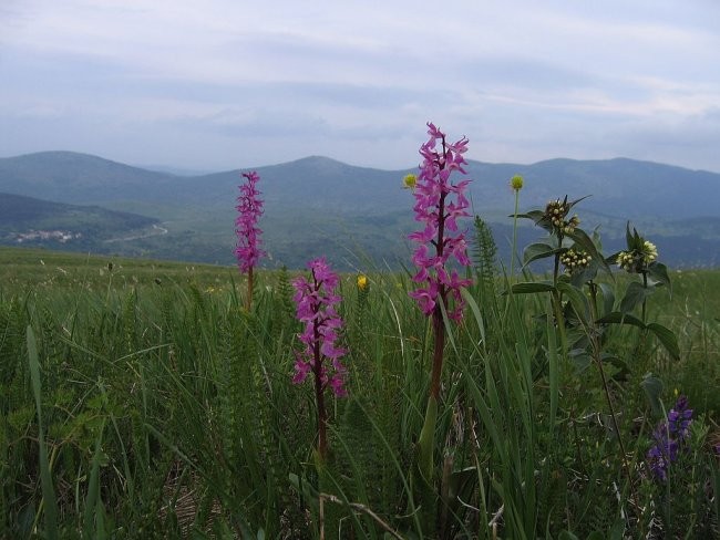 Majbrma, Lipnik, Golič - foto povečava