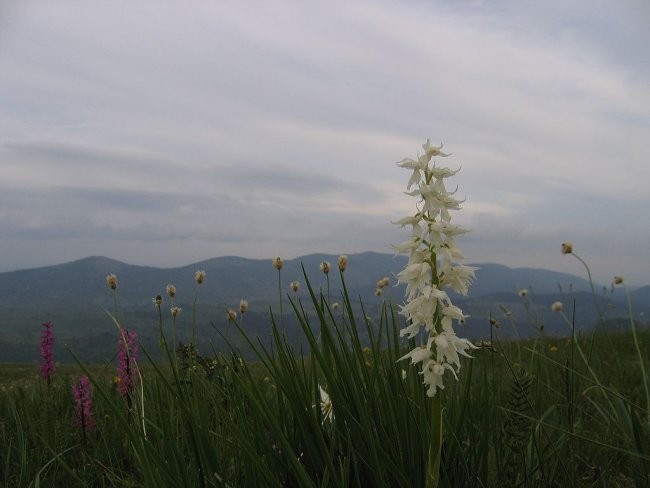 Majbrma, Lipnik, Golič - foto povečava