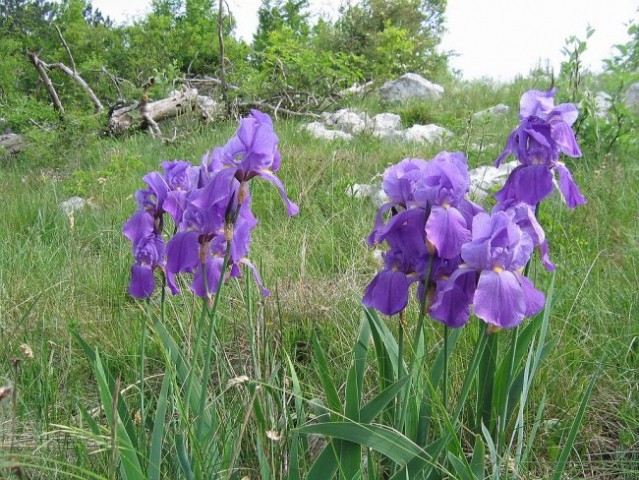 Majbrma, Lipnik, Golič - foto